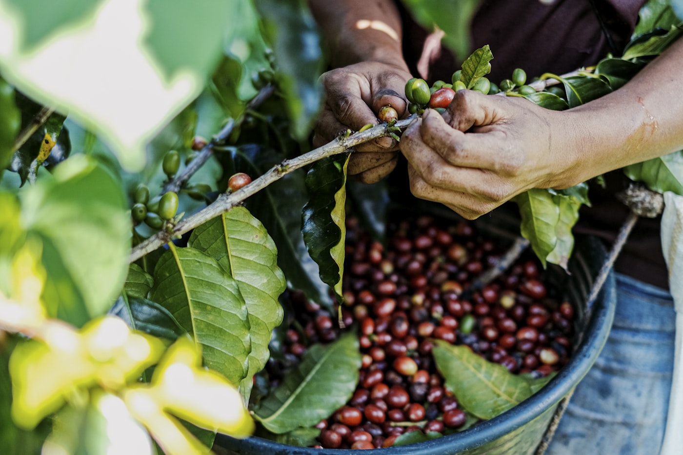 A smallholder farmer picking cherries by hand into a basket