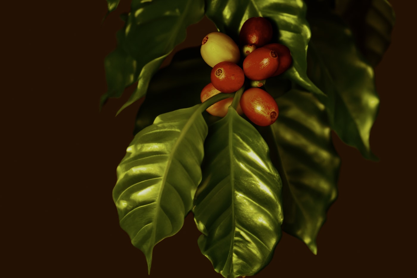 A branch of coffee cherries, mostly deep red and ripe